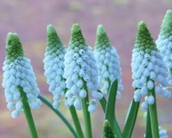 Muscari 'Baby's Breath' -Flowers Sales Store muscari baby s breath 5