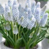 Muscari 'Baby's Breath' -Flowers Sales Store muscari baby s breath 7