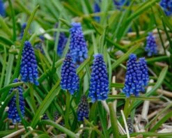 Muscari 'Bling Bling' -Flowers Sales Store muscari bling bling 1