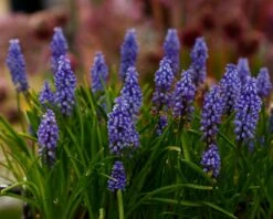 Muscari 'Bling Bling' -Flowers Sales Store muscari bling bling 10