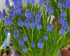 Muscari 'Bling Bling' -Flowers Sales Store muscari bling bling 2