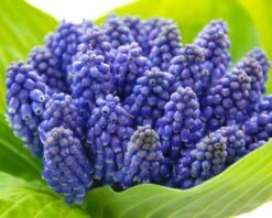 Muscari 'Bling Bling' -Flowers Sales Store muscari bling bling 3