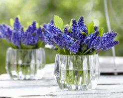 Muscari 'Bling Bling' -Flowers Sales Store muscari bling bling 4