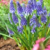 Muscari 'Bling Bling' -Flowers Sales Store muscari bling bling 6