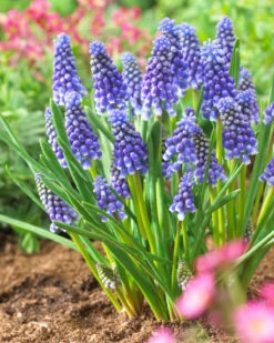 Muscari 'Bling Bling'