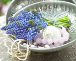 Muscari 'Bling Bling' -Flowers Sales Store muscari bling bling 7