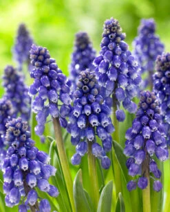 Muscari 'Bling Bling' -Flowers Sales Store muscari bling bling 8