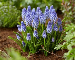Muscari 'Bling Bling' -Flowers Sales Store muscari bling bling 9