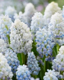 Muscari 'Nature's Beauty' -Flowers Sales Store muscari double beauty 1