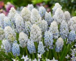 Muscari 'Nature's Beauty' -Flowers Sales Store muscari double beauty 3