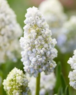 Muscari 'Nature's Beauty' -Flowers Sales Store muscari double beauty 5