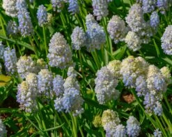 Muscari 'Nature's Beauty' -Flowers Sales Store muscari double beauty 6
