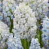 Muscari 'Nature's Beauty' 1 Muscari 'Nature's Beauty' -Flowers Sales Store muscari double beauty 7