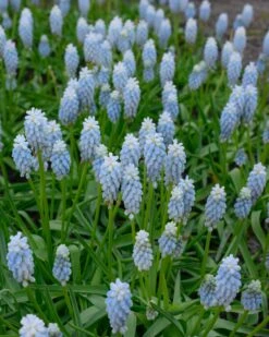 Muscari 'Esther' -Flowers Sales Store muscari esther 1