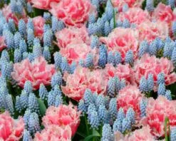 Muscari 'Esther' -Flowers Sales Store muscari esther 3