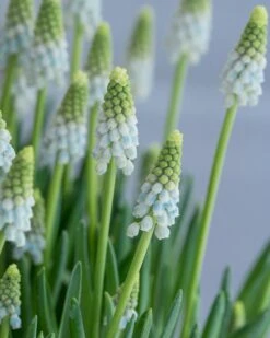 Muscari 'Esther' -Flowers Sales Store muscari esther 4