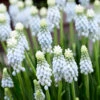 Muscari 'Esther'
