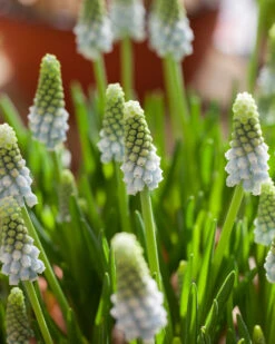 Muscari 'Esther' -Flowers Sales Store muscari esther 7