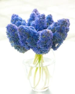 Muscari 'Fantasy Creation' -Flowers Sales Store muscari fantasy creation 1