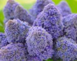 Muscari 'Fantasy Creation' -Flowers Sales Store muscari fantasy creation 3