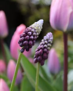 Muscari 'Grape Ice' 19 Muscari 'Grape Ice' -Flowers Sales Store muscari grape ice 00