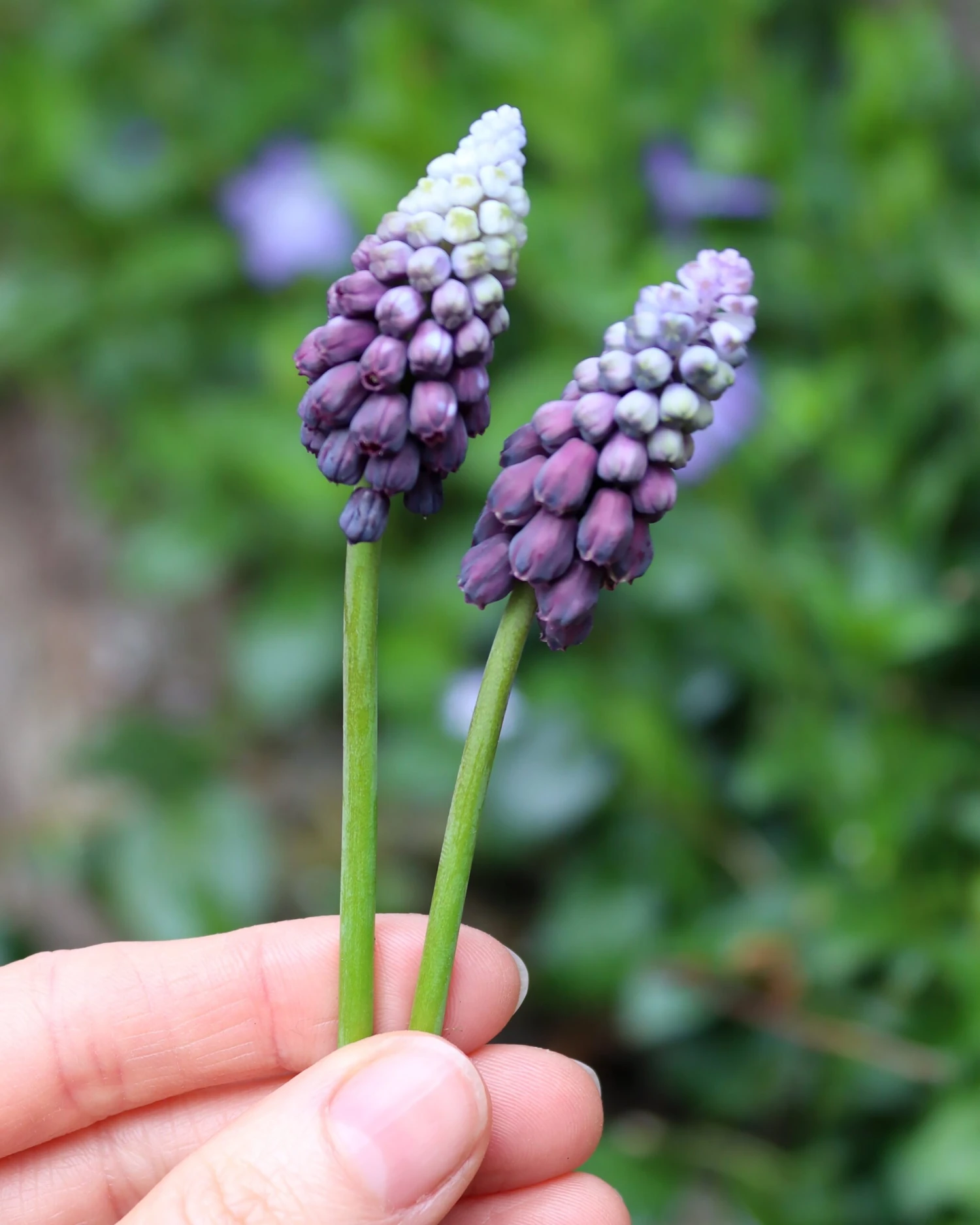 Muscari 'Grape Ice' 4 Muscari 'Grape Ice' - Image 2