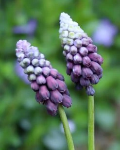 Muscari 'Grape Ice' 18 Muscari 'Grape Ice' -Flowers Sales Store muscari grape ice 03
