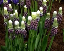 Muscari 'Grape Ice' 14 Muscari 'Grape Ice' -Flowers Sales Store muscari grape ice 2
