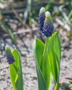 Muscari 'Grape Ice' 20 Muscari 'Grape Ice' -Flowers Sales Store muscari grape ice 4