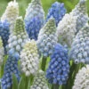 Muscari Collection 'Grapevine' 2 Muscari Collection 'Grapevine' -Flowers Sales Store muscari grapevine collection 1
