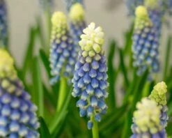 Muscari 'Julia' -Flowers Sales Store muscari julia 1