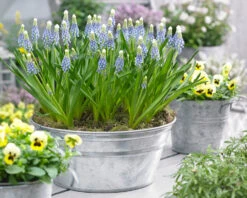 Muscari 'Julia' -Flowers Sales Store muscari julia 10