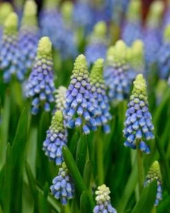 Muscari 'Julia' -Flowers Sales Store muscari julia 2