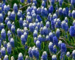 Muscari 'Julia' -Flowers Sales Store muscari julia 3