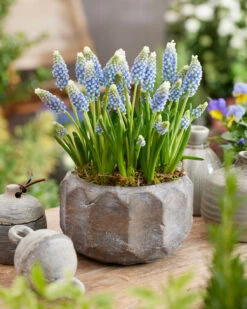 Muscari 'Julia' -Flowers Sales Store muscari julia 4