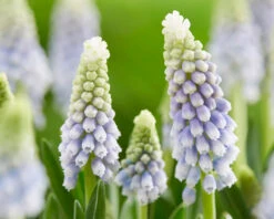 Muscari 'Julia' -Flowers Sales Store muscari julia 5