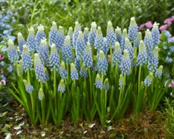 Muscari 'Julia' -Flowers Sales Store muscari julia 6