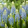 Muscari 'Julia' -Flowers Sales Store muscari julia 7