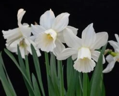 Narcissus 'Lady Madonna' 13 Narcissus 'Lady Madonna' -Flowers Sales Store muscari lady madonna 3
