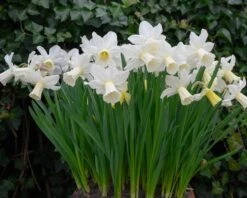 Narcissus 'Lady Madonna' 15 Narcissus 'Lady Madonna' -Flowers Sales Store muscari lady madonna 4
