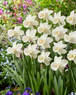 Narcissus 'Lady Madonna' 14 Narcissus 'Lady Madonna' -Flowers Sales Store muscari lady madonna 5