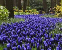 Muscari Latifolium -Flowers Sales Store muscari latifolium 15