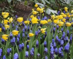 Muscari Latifolium -Flowers Sales Store muscari latifolium 2