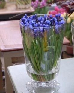 Muscari Latifolium -Flowers Sales Store muscari latifolium 3
