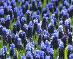 Muscari Latifolium -Flowers Sales Store muscari latifolium 4