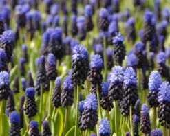 Muscari Latifolium -Flowers Sales Store muscari latifolium 5