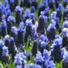 Muscari Latifolium -Flowers Sales Store muscari latifolium 7