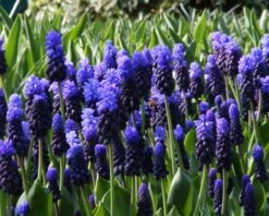 Muscari Latifolium -Flowers Sales Store muscari latifolium 8