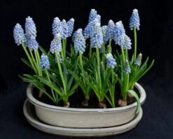 Muscari 'Mount Hood' -Flowers Sales Store muscari mount hood 3