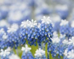 Muscari 'Mount Hood' -Flowers Sales Store muscari mount hood 5